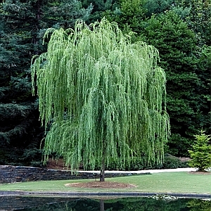 Weeping Willow